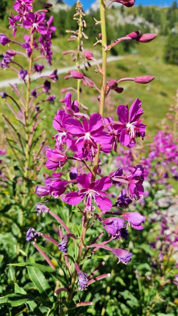 élixir floral epilobe