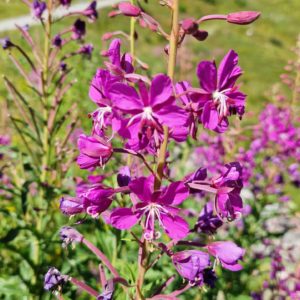 élixir floral epilobe