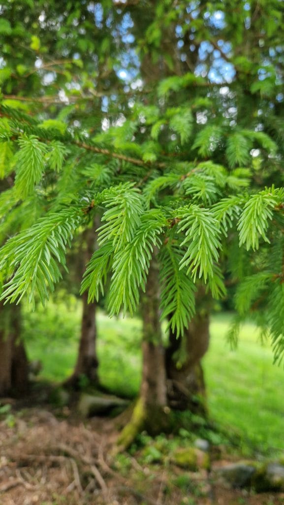 elixir floral epicea