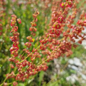 elixir floral oseille ronde