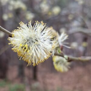 Fleur de Bach Saule - Willow 38