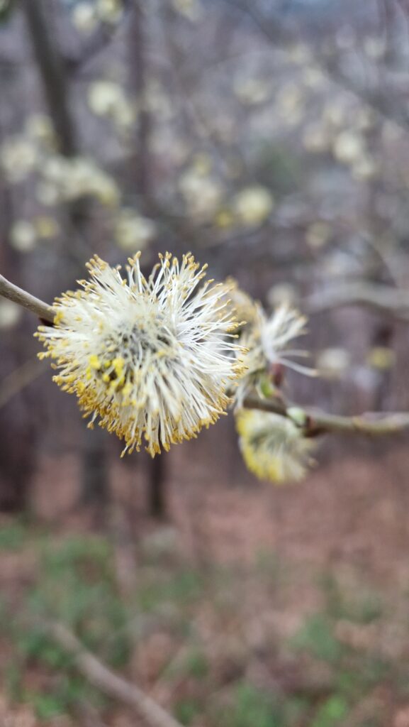 Fleur de Bach Saule - Willow 38