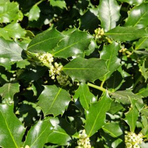 Fleur de Bach Houx Holly 15