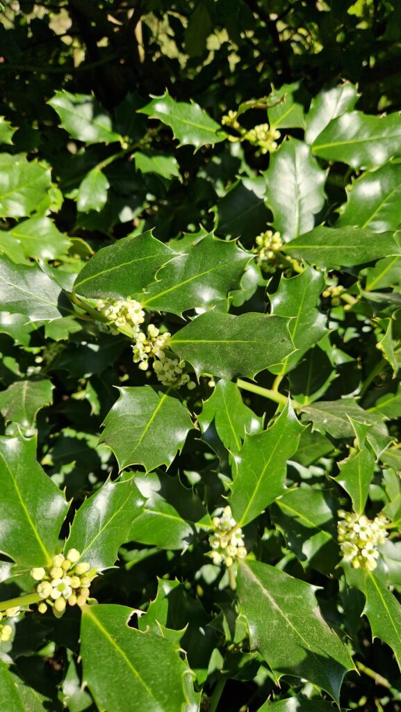 Fleur de Bach Houx Holly 15