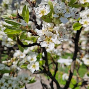 élixir floral de poirier