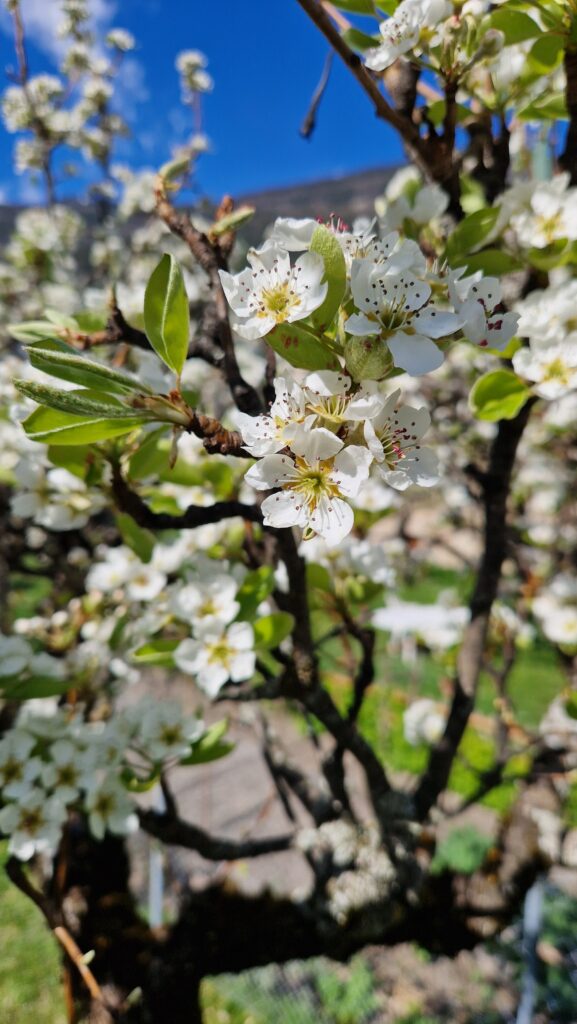 élixir floral de poirier