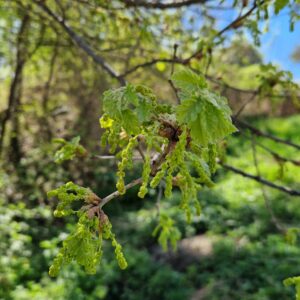 fleur de Bach Chêne Oak 22
