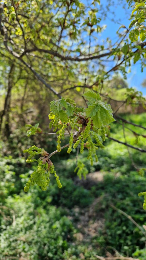 fleur de Bach Chêne Oak 22