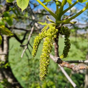 fleur de bach noyer walnut 33