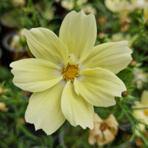Élixir floral cosmos