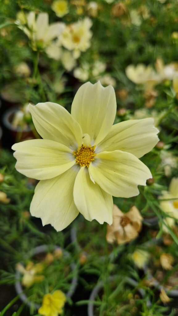 Élixir floral cosmos