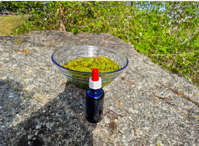 Clear glass bowl of chopped green herbs on a rough rock surface, with a blue dropper bottle nearby outdoors with greenery in the background.
