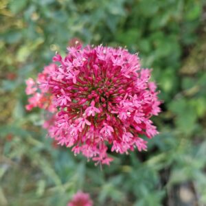 élixir floral valériane