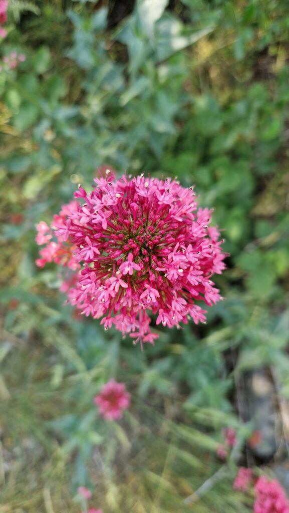 élixir floral valériane