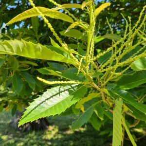 fleur de Bach Châtaignier Sweet Chestnut 30