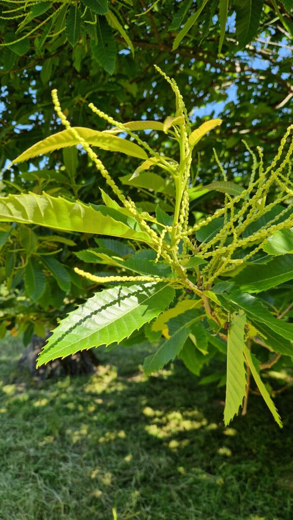 fleur de Bach Châtaignier Sweet Chestnut 30