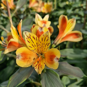 élixir-floral-Lys-des-Incas