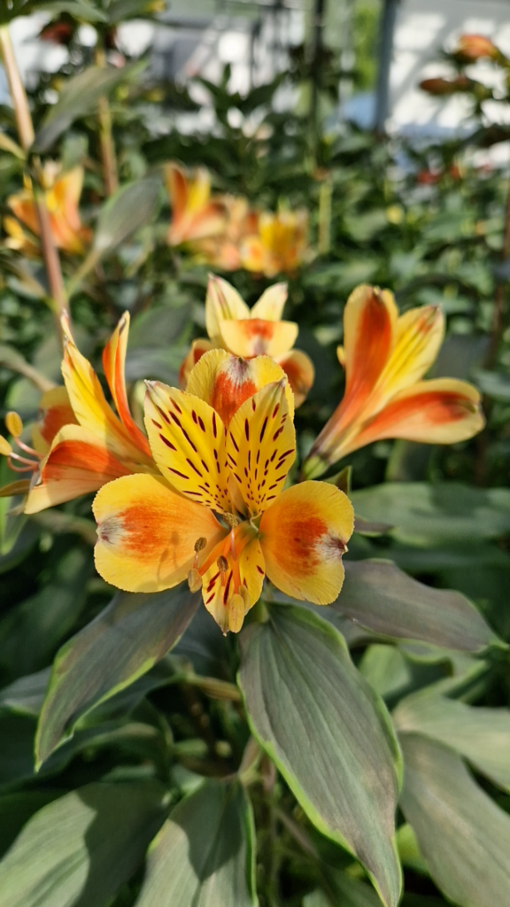 élixir-floral-Lys-des-Incas