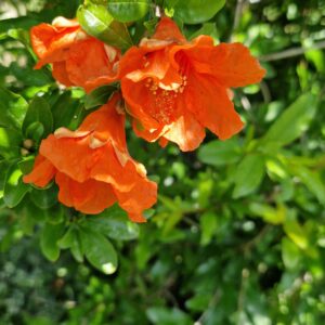 élixir floral de grenade