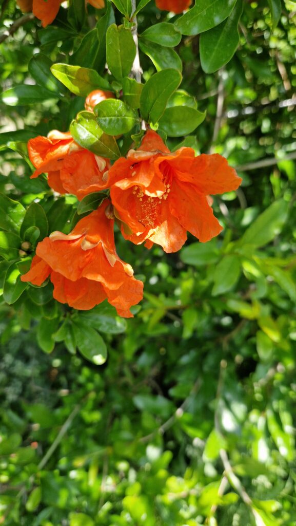 élixir floral de grenade