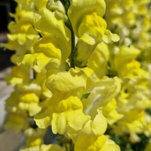 elixir floral gueule de loup