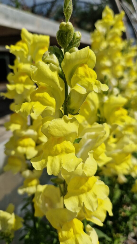 elixir floral gueule de loup
