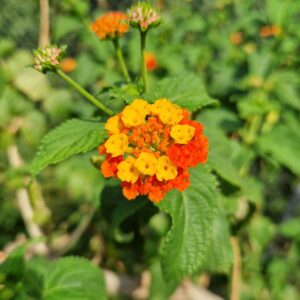elixir floral lantana camara