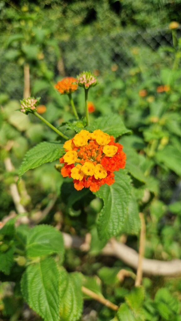 elixir floral lantana camara