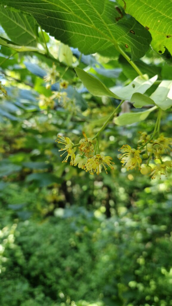 élixir floral tilleul