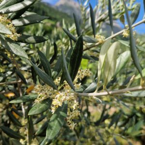 fleur de Bach Olive 23