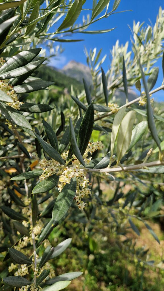 fleur de Bach Olive 23