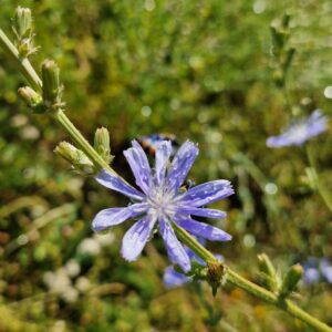 fleur de bach chicorée chicory 8