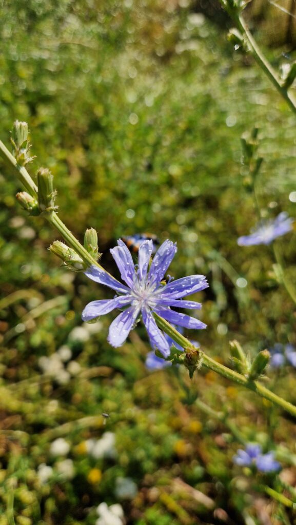 fleur de bach chicorée chicory 8