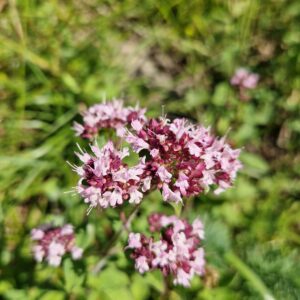 elixir floral origan