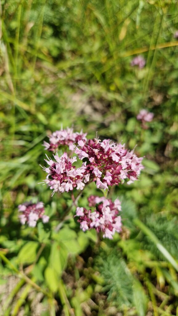 elixir floral origan