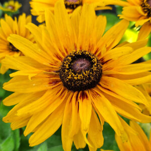 elixir floral rudbeckia