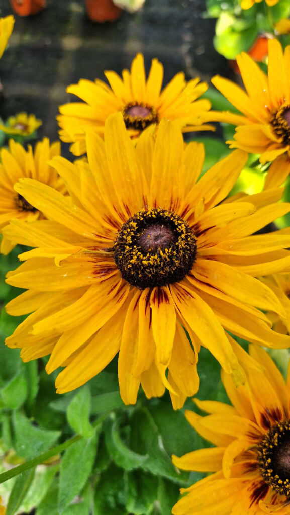elixir floral rudbeckia
