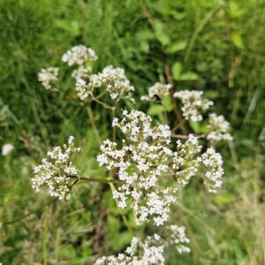 élixir floral de valériane