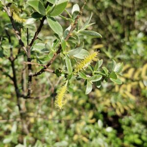 élixir floral de saule amandier
