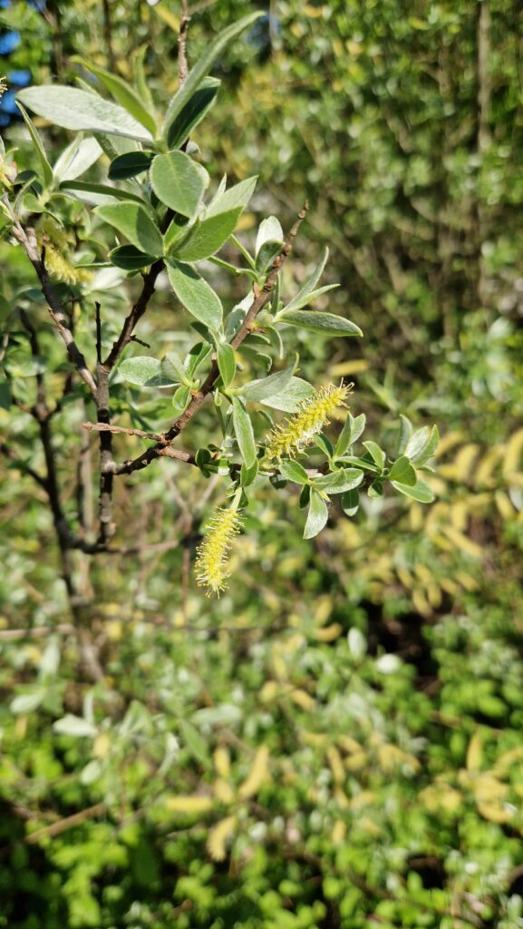 elixir-floral-saule-amandier